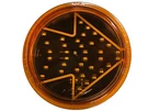New Amber Sequential Arrow Turn - (36) Diode Led Lens Insert AA4FHA2E. Fixed Price $84.00.